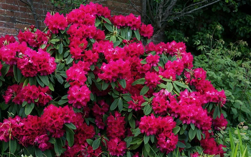 Besse Howells Rhododendron - 3 Gallon Pot 5 Besse Howells Rhododendron - 3 Gallon Pot - Image 5
