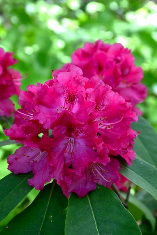Besse Howells Rhododendron - 3 Gallon Pot 7 Besse Howells Rhododendron - 3 Gallon Pot - Image 7
