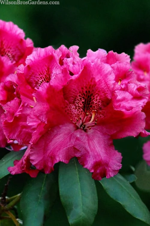 Besse Howells Rhododendron - 3 Gallon Pot 1 Besse Howells Rhododendron - 3 Gallon Pot