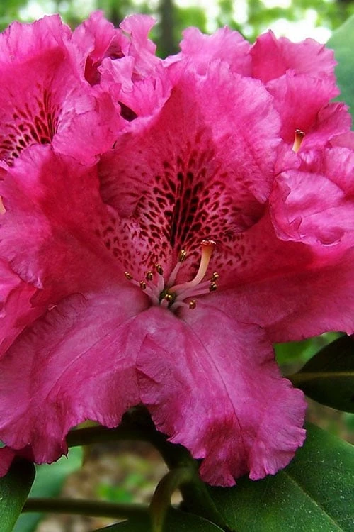 Besse Howells Rhododendron - 3 Gallon Pot 4 Besse Howells Rhododendron - 3 Gallon Pot - Image 4