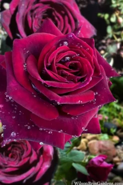 Crimson Knight Brindabella Rose - 3 Gallon Pot