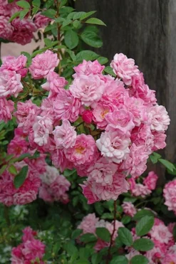 Peggy Martin Climbing Rose - 7 Gallon Pot -Lawn Starter Shop rosa peggy martin climbing rose 1
