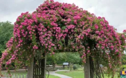 Peggy Martin Climbing Rose - 7 Gallon Pot -Lawn Starter Shop rosa peggy martin climbing rose 7