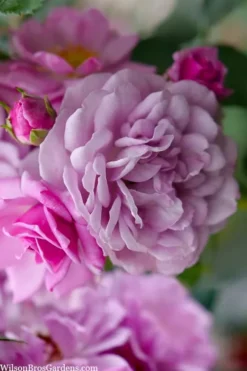 Rise Up 'Lilac Days' Rose - 2 Gallon Pot -Lawn Starter Shop rosa rise up lilac days rose 1