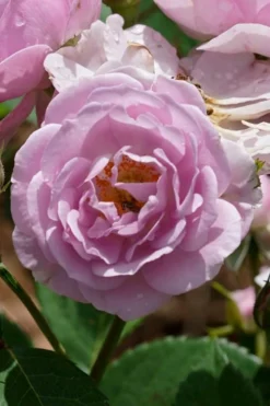 Rise Up 'Lilac Days' Rose - 2 Gallon Pot -Lawn Starter Shop rosa rise up lilac days rose 2