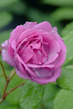 Rise Up 'Lilac Days' Rose - 2 Gallon Pot -Lawn Starter Shop rosa rise up lilac days rose 4