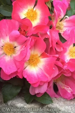 Pink Drift Groundcover Rose - 2 Gallon Pot -Lawn Starter Shop rose pink drift 11