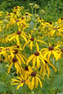 Sweet Coneflower (Rudbeckia Subtomentosa) - 6 Pack Of 1 Gallon Pots -Lawn Starter Shop rudbeckia subtomentosa sweet coneflower 3