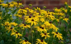Sweet Coneflower (Rudbeckia Subtomentosa) - 6 Pack Of 1 Gallon Pots -Lawn Starter Shop rudbeckia subtomentosa sweet coneflower 4