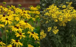 Sweet Coneflower (Rudbeckia Subtomentosa) - 6 Pack Of 1 Gallon Pots -Lawn Starter Shop rudbeckia subtomentosa sweet coneflower 5