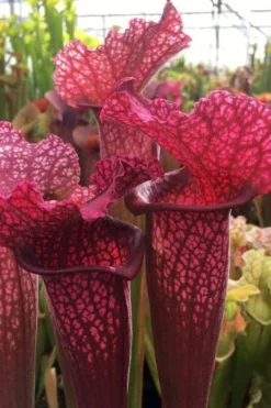 Juthatip Soper Pitcher Plant (Saracennia) - 2.5 Quart Pot -Lawn Starter Shop sarracenia juthatip soper pitcher plant 5