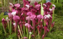 Juthatip Soper Pitcher Plant (Saracennia) - 2.5 Quart Pot -Lawn Starter Shop sarracenia juthatip soper pitcher plant 6