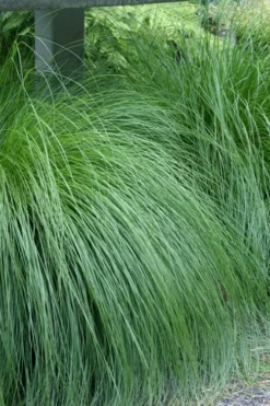 Prairie Dropseed Grass (Sporobolis Heterolepis) - 1 Gallon Pot 14 Prairie Dropseed Grass (Sporobolis Heterolepis) - 1 Gallon Pot -Lawn Starter Shop sporobolis heterolepis prairie dropseed grass 1