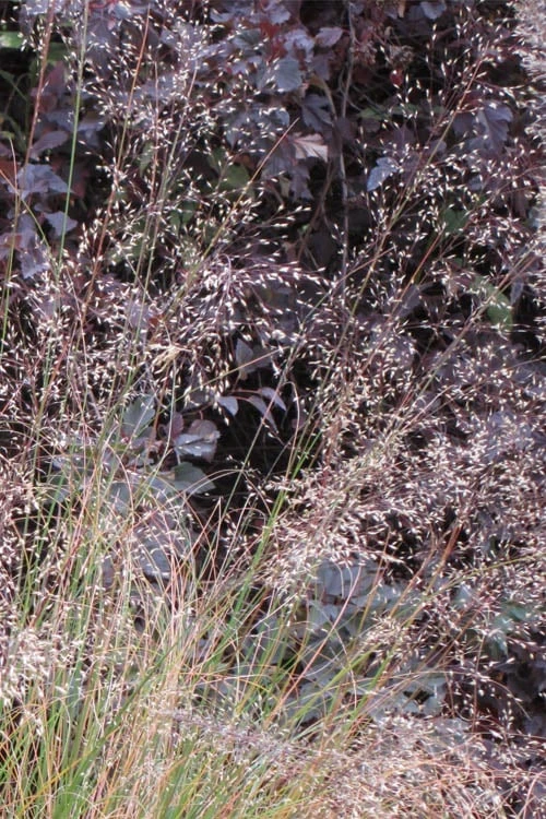 Prairie Dropseed Grass (Sporobolis Heterolepis) - 1 Gallon Pot 7 Prairie Dropseed Grass (Sporobolis Heterolepis) - 1 Gallon Pot - Image 7