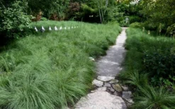 Prairie Dropseed Grass (Sporobolis Heterolepis) - 1 Gallon Pot 13 Prairie Dropseed Grass (Sporobolis Heterolepis) - 1 Gallon Pot -Lawn Starter Shop sporobolis heterolepis prairie dropseed grass 2