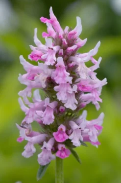 Summer Crush Betony (Stachys) - 1 Gallon Pot -Lawn Starter Shop stachys summer crush betony 3