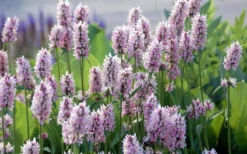 Summer Crush Betony (Stachys) - 1 Gallon Pot -Lawn Starter Shop stachys summer crush betony 5
