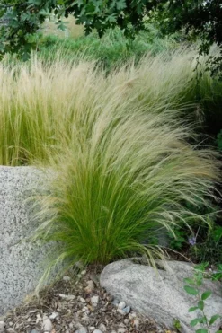Pony Tails Mexican Feather Grass (Stipa Tennuissima) - 6 Pack Of Quart Pots -Lawn Starter Shop stipa tenuissima ponytails mexican feather grass 107
