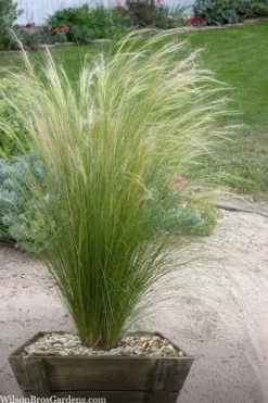 Pony Tails Mexican Feather Grass (Stipa Tennuissima) - 6 Pack Of Quart Pots -Lawn Starter Shop stipa tenuissima ponytails mexican feather grass 111