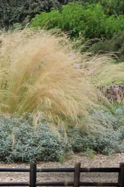 Pony Tails Mexican Feather Grass (Stipa Tennuissima) - 6 Pack Of Quart Pots -Lawn Starter Shop stipa tenuissima ponytails mexican feather grass 117