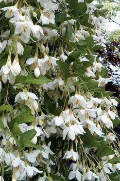 Fragrant Fountain Weeping Japanese Snowbell Tree - 7 Gallon Pot