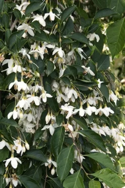 Fragrant Fountain Weeping Japanese Snowbell Tree - 7 Gallon Pot -Lawn Starter Shop styrax japonica fragrant fountain weeping japanese snowbell tree 4 1