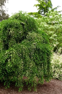 Fragrant Fountain Weeping Japanese Snowbell Tree - 5 Gallon Pot -Lawn Starter Shop styrax japonica fragrant fountain weeping japanese snowbell tree 5