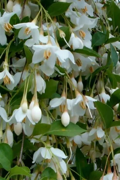 Fragrant Fountain Weeping Japanese Snowbell Tree - 7 Gallon Pot -Lawn Starter Shop styrax japonica fragrant fountain weeping japanese snowbell tree 6 1