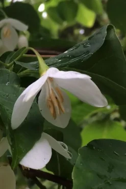 Fragrant Fountain Weeping Japanese Snowbell Tree - 5 Gallon Pot -Lawn Starter Shop styrax japonica fragrant fountain weeping japanese snowbell tree 7
