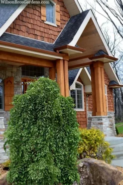 Fragrant Fountain Weeping Japanese Snowbell Tree - 7 Gallon Pot -Lawn Starter Shop styrax japonica fragrant fountain weeping japanese snowbell tree 9 1