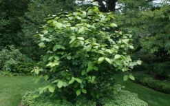 Venus White Sweetshrub (Calycanthus) - 3 Gallon Pot -Lawn Starter Shop sweet shrub aphrodite shrub 1