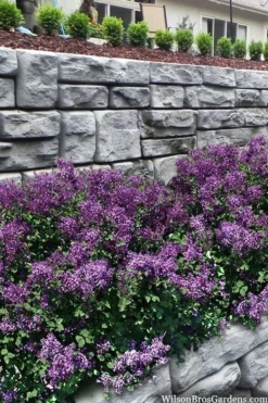 Bloomerang Dark Purple Lilac - 2 Gallon Pot -Lawn Starter Shop syringa bloomerang dark purple lilac 22