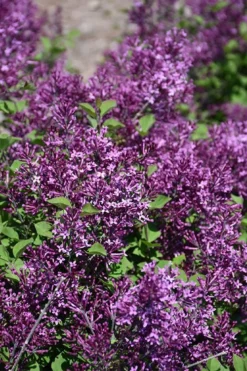 Bloomerang Dark Purple Lilac - 2 Gallon Pot -Lawn Starter Shop syringa bloomerang dark purple lilac 23