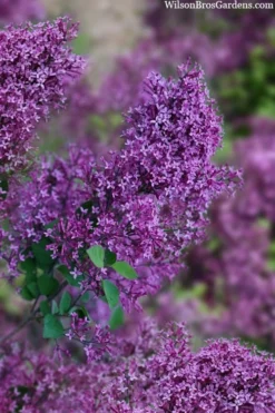 Bloomerang Dark Purple Lilac - 2 Gallon Pot