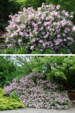 Palibin Dwarf Lilac Bush - 3 Gallon Pot -Lawn Starter Shop syringa meyeri palibin dwarf lilac 4