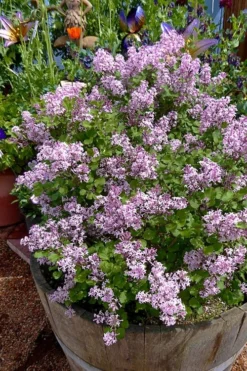 Palibin Dwarf Lilac Bush - 3 Gallon Pot -Lawn Starter Shop syringa meyeri palibin dwarf lilac 5