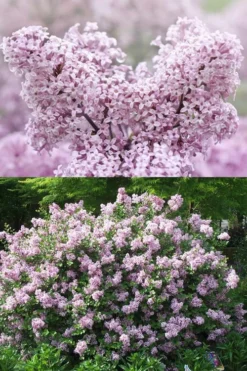 Palibin Dwarf Lilac Bush - 3 Gallon Pot -Lawn Starter Shop syringa meyeri palibin dwarf lilac 7