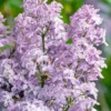 New Age Lavender Lilac (Syringa) - 3 Gallon Pot