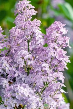 New Age Lavender Lilac (Syringa) - 3 Gallon Pot