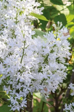 New Age White Lilac (Syringa) - 3 Gallon Pot -Lawn Starter Shop syringa new age lavender white 2