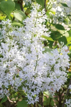 New Age White Lilac (Syringa) - 3 Gallon Pot -Lawn Starter Shop syringa new age lavender white 3