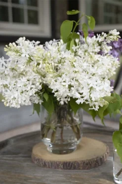 New Age White Lilac (Syringa) - 3 Gallon Pot -Lawn Starter Shop syringa new age lavender white 4