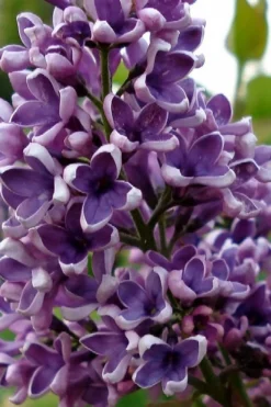 Albert F. Holden Purple French Lilac (Syringa) - 3 Gallon Pot -Lawn Starter Shop syringa vulgaris albert f holden lilac 1