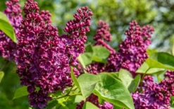 Ludwig Spaeth French Lilac (Syringa) - 1 Gallon Pot -Lawn Starter Shop syringa vulgaris ludwig spaeth lilac 4
