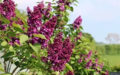 Ludwig Spaeth French Lilac (Syringa) - 1 Gallon Pot -Lawn Starter Shop syringa vulgaris ludwig spaeth lilac 5