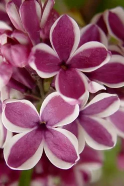 Sensation French Lilac (Syringa) - 3 Gallon Pot 10 Sensation French Lilac (Syringa) - 3 Gallon Pot -Lawn Starter Shop syringa vulgaris sensation french lilac 1