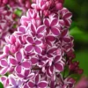 Sensation French Lilac (Syringa) - 3 Gallon Pot