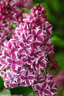 Sensation French Lilac (Syringa) - 3 Gallon Pot