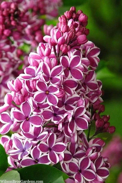 Sensation French Lilac (Syringa) - 3 Gallon Pot 1 Sensation French Lilac (Syringa) - 3 Gallon Pot