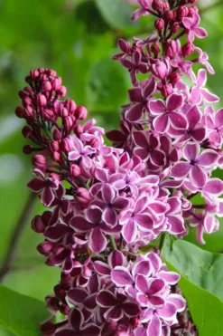 Sensation French Lilac (Syringa) - 3 Gallon Pot 11 Sensation French Lilac (Syringa) - 3 Gallon Pot -Lawn Starter Shop syringa vulgaris sensation french lilac 4